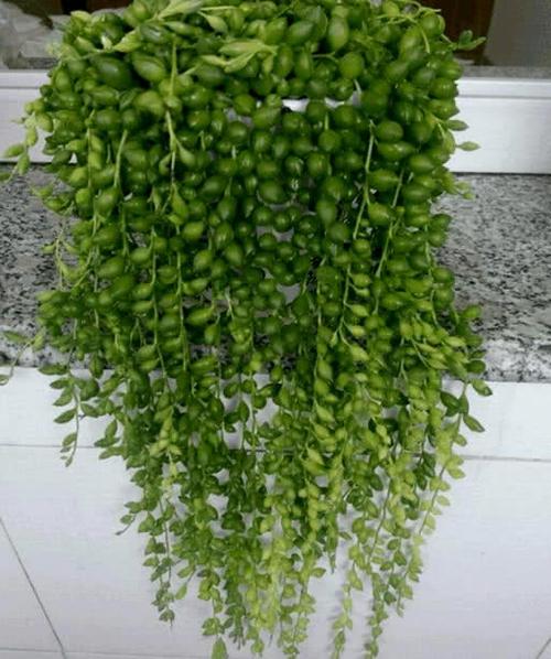 珍珠吊兰,植物,夏天,爱之蔓,小叶子