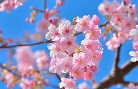 清新唯美桃花花卉电脑壁纸下载