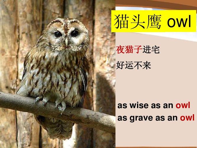 猫头鹰 owl 夜猫子进宅 好运不来 as wise as an owl as grave as an