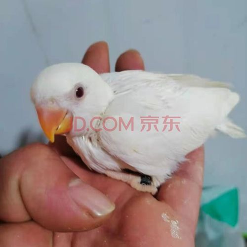 亲人可上手鹦鹉半毛雏鸟幼鸟活体 白玉牡丹半毛雏鸟1只 喂食器 奶粉