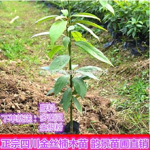 四川金丝楠木苗正宗金丝楠苗小叶桢楠树苗金丝楠木苗楠木树苗