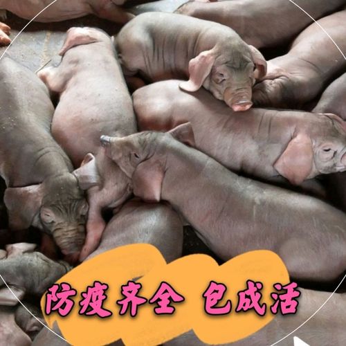 【3头包邮】原种太湖母猪纯种太湖小母猪活猪活体小猪