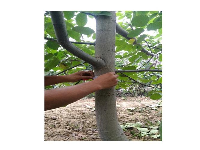 香玲核桃苗出售核桃树苗种植核桃苗