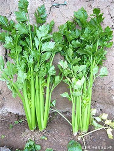 芹菜通便降压,属于伞形科植物,此类植物的共同特点是