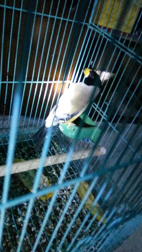 哨花子一年半,保唱.—葫芦岛绥中县玩赏鸟