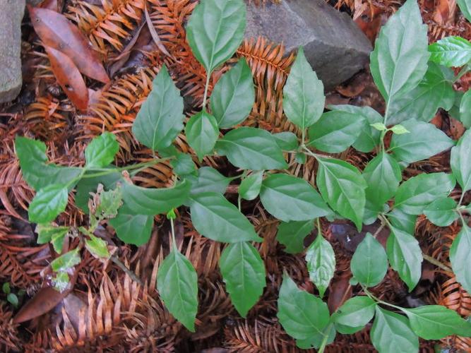 豆腐柴(premna microphylla)