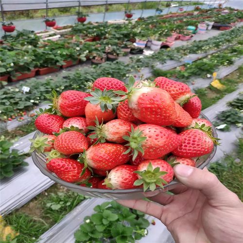 香野草莓苗,香野草莓苗多少钱一棵