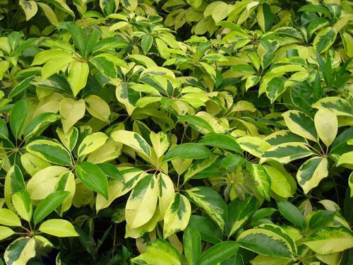 学院植物信息 植物二维码 >> 文章内容  [别名]叶鸭脚木,斑叶鹅掌柴
