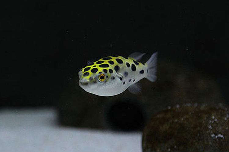 潜水艇鱼活体淡水观赏鱼热带气泡鱼鼓包鱼炸弹绿河豚鱼吃螺生气鱼