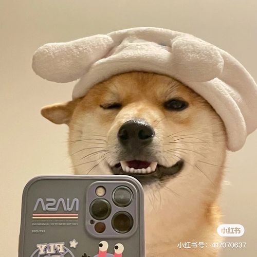 有没有狗狗对镜自拍的头像