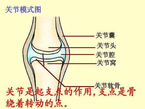 关节模式图 关节囊 关节头 关节腔 关节窝 关节是起支点的作用,支点