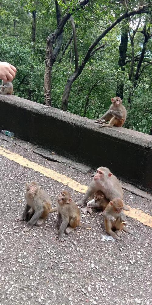 黔灵山公园的猴子