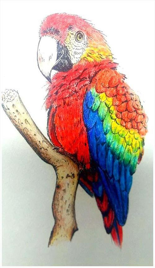 彩铅手绘鹦鹉 这只鹦鹉画的和真的一样完美无缺!