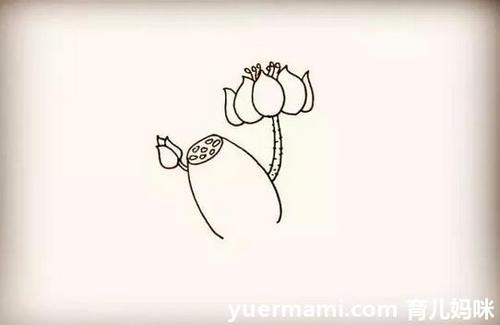 荷花简笔画图片大全 教你超简单的花朵简笔画