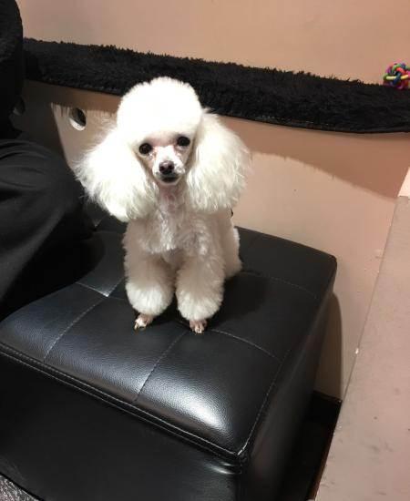 白色纯种天茶杯体贵宾犬—唐山路北区北新道八方宠物狗