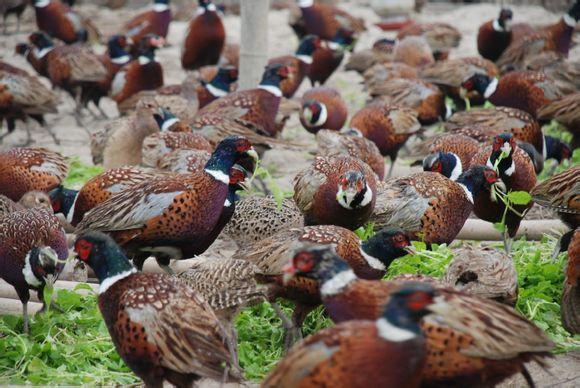 供应美味野鸡出网了商丘野鸡鸡宁陵野鸡河南野鸡民权野鸡睢县野鸡
