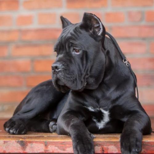 卡斯罗犬活体幼犬纯种罗幼犬巨型成年狗狗