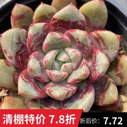 血斑回声多肉植物 一物一拍 血燕多肉植物【雪狼多肉】