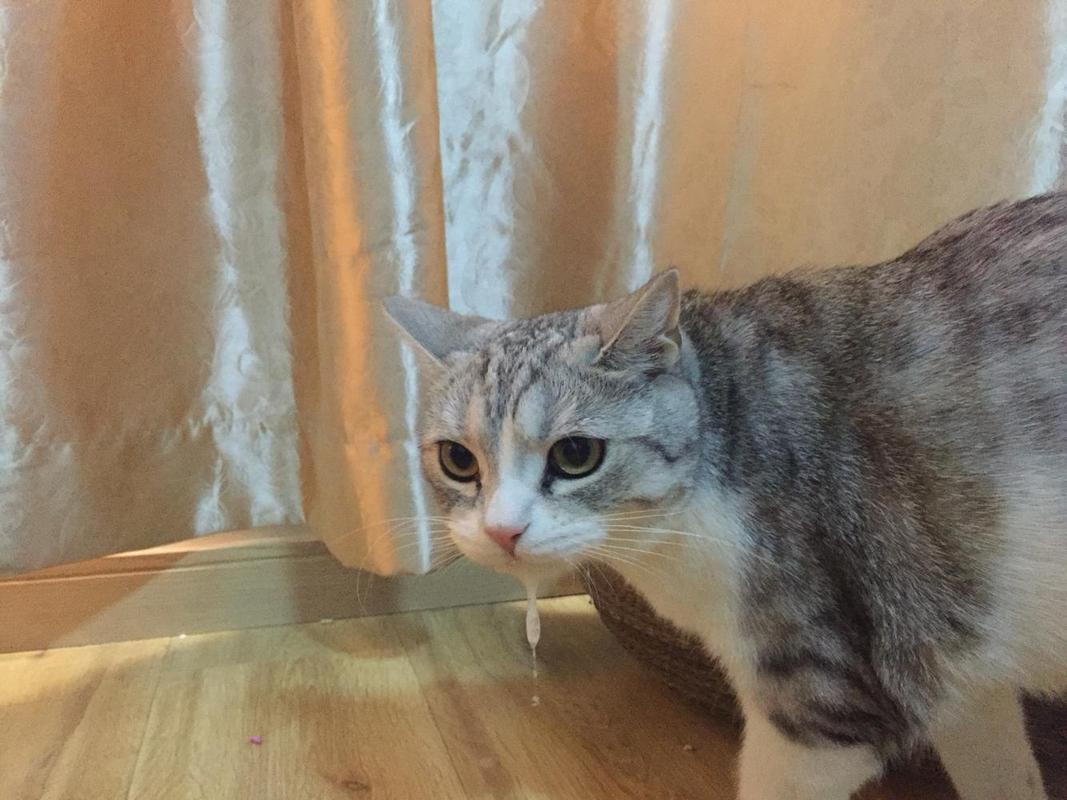 猫咪突然不停吐舌头吐白沫