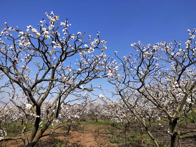 青白江杏花村2019年3月2日