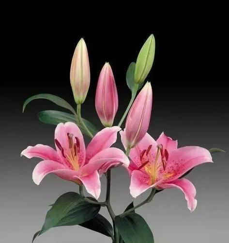 教你画一朵百合花彩铅花卉画详细教程图解