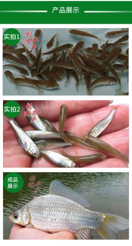 2021新苗 鲮鱼苗批发 土鲮鱼苗 鲮鱼水花 饲料鱼苗 桂花饲料鱼苗