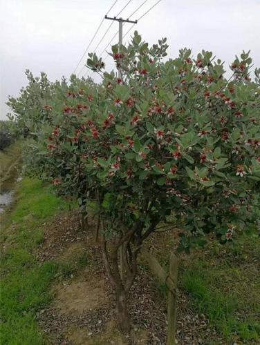 新育品种——菲油果