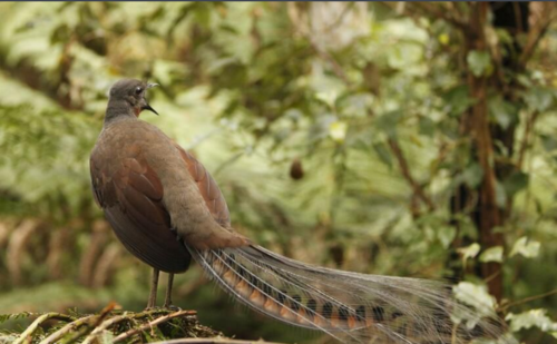 琴鸟图百科知识点