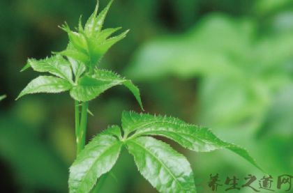 刺五加的做法