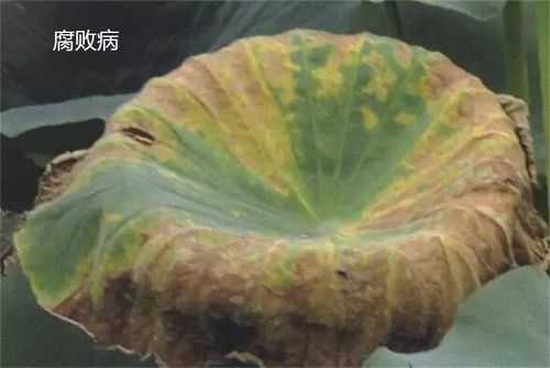 腐败病 又叫黑根病,藕瘟,主要为害地下茎,地上部叶片和叶面,是莲藕的