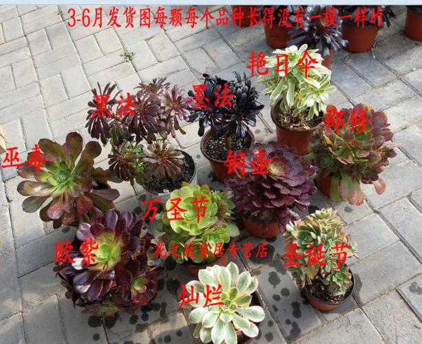 法师三仙大老桩多肉红覆轮锦翡翠冰嘉年华铜壶带根大缀化组合 拉丝锦4