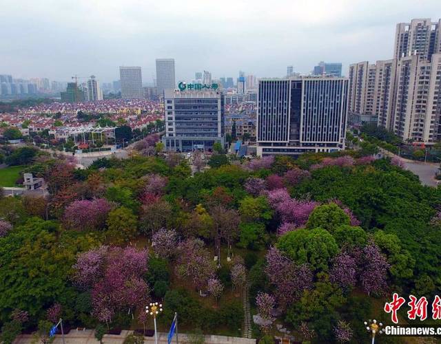 满城紫荆花开,柳州变身为花园城市. 王以照 摄
