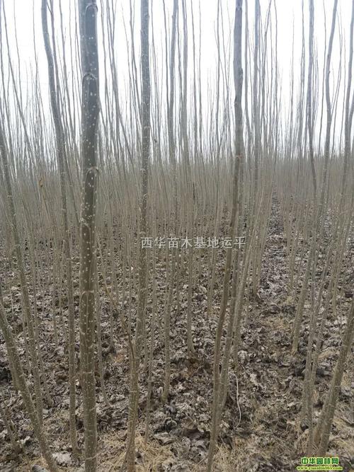 供应杨树苗清地处理速生杨树苗|周口市西华运平苗木
