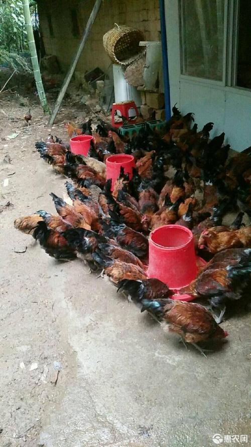 五谷鸡 2-3斤 公