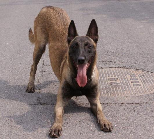 马犬吧 马犬价格 马犬多少钱一只