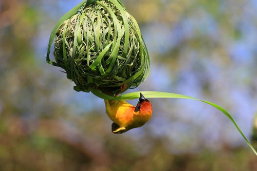 鸟巢与他们的建筑师
