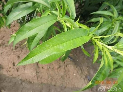 雨后,桃树叶片出现许多小圆孔是怎么回事?