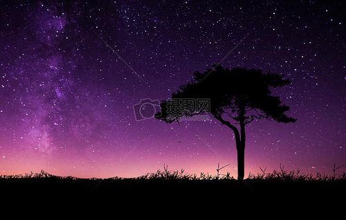 星空下的树