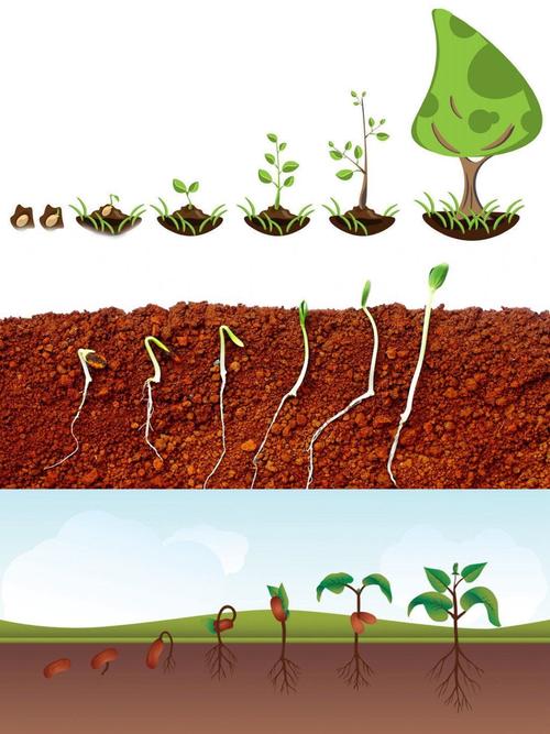 "(可以用简笔画的形式画出种子发芽,出土,长大等过程帮助孩子们理解哦