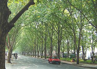 这条林荫大道在没有修剪前的资料照片.(2005年5月3日摄)