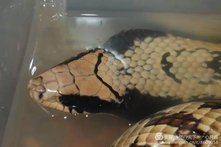 【附录二·南美水蛇】南美雨林中的装逼之王