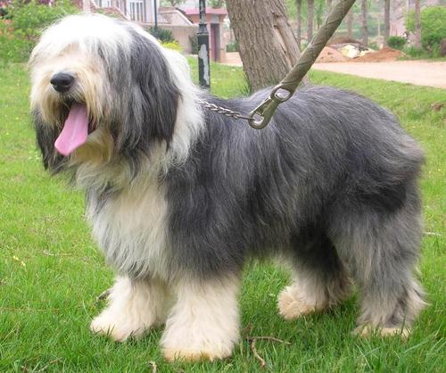  p>长须牧羊犬(bearded collie)产地英国,也称高地牧羊犬, a href="#"