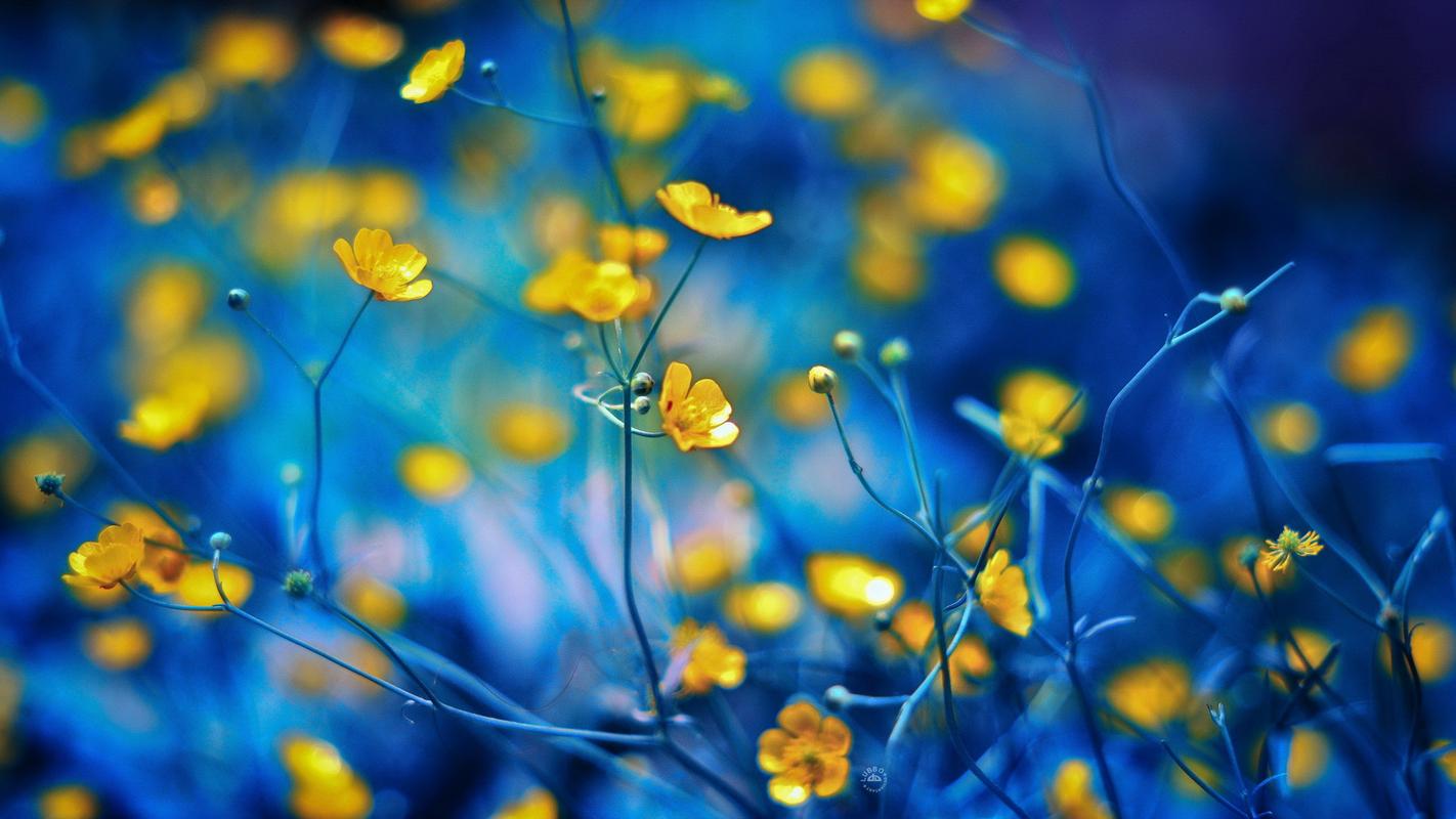 植物壁纸,鲜花,唯美,清新,摄影,微距,壁纸,1920x1080