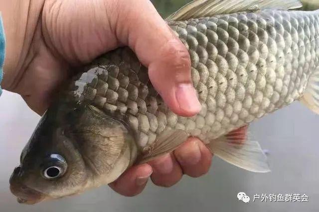 换用麦粒钓鲫鱼不知钓灵还是钓钝教你正确做法