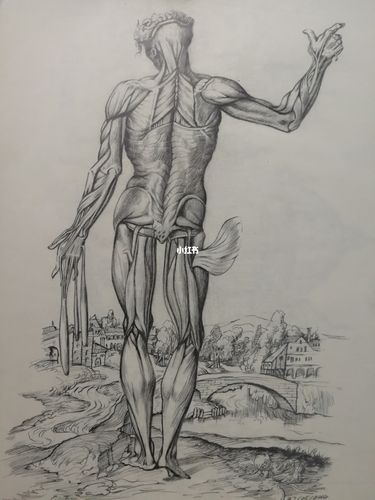 人体素描解剖_素描_文化_绘画