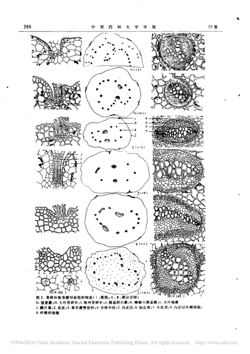 骨碎补类生药显微鉴定研究1根茎横切面组织构造-中国药科大学学报.