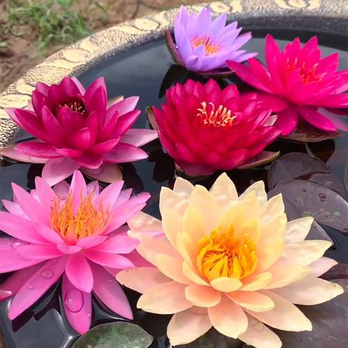 莲花碗莲水培植物荷花盆栽水养睡莲苗种夏季花卉