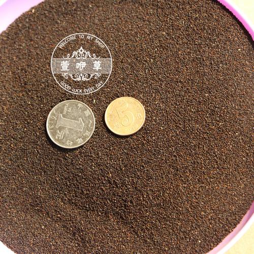 冰岛虞美人种子草花种子冰岛虞美人优质的观花植物地被草花