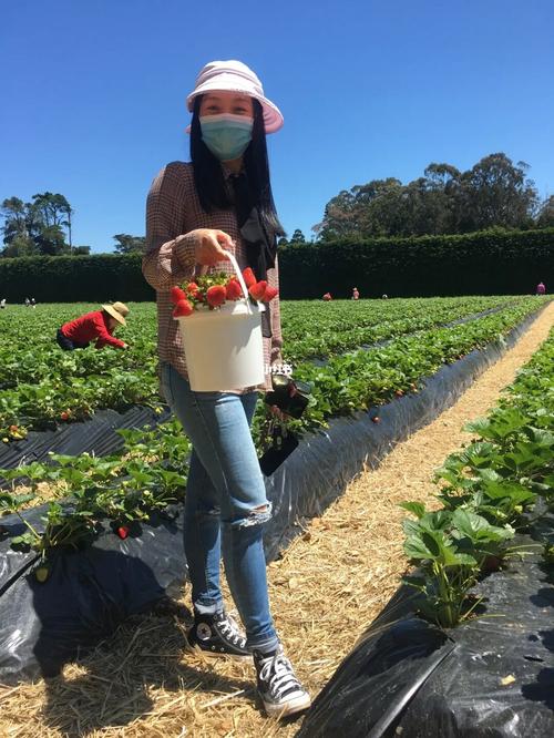 摘草莓啦_休闲玩乐_草莓_采摘_冰激凌_kumeu kottage攻略_农场采摘