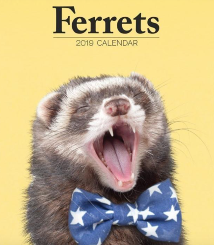 美国夫妇用安格鲁貂卖萌照做日历,只为了帮助患病的女孩